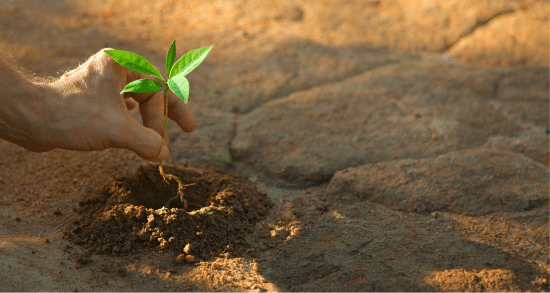 planter un arbre pour favoriser la reforestation