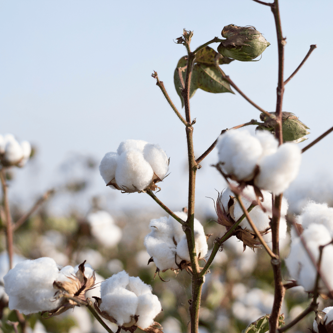 Le coton bio est une matière éco-responsable de mode éthique