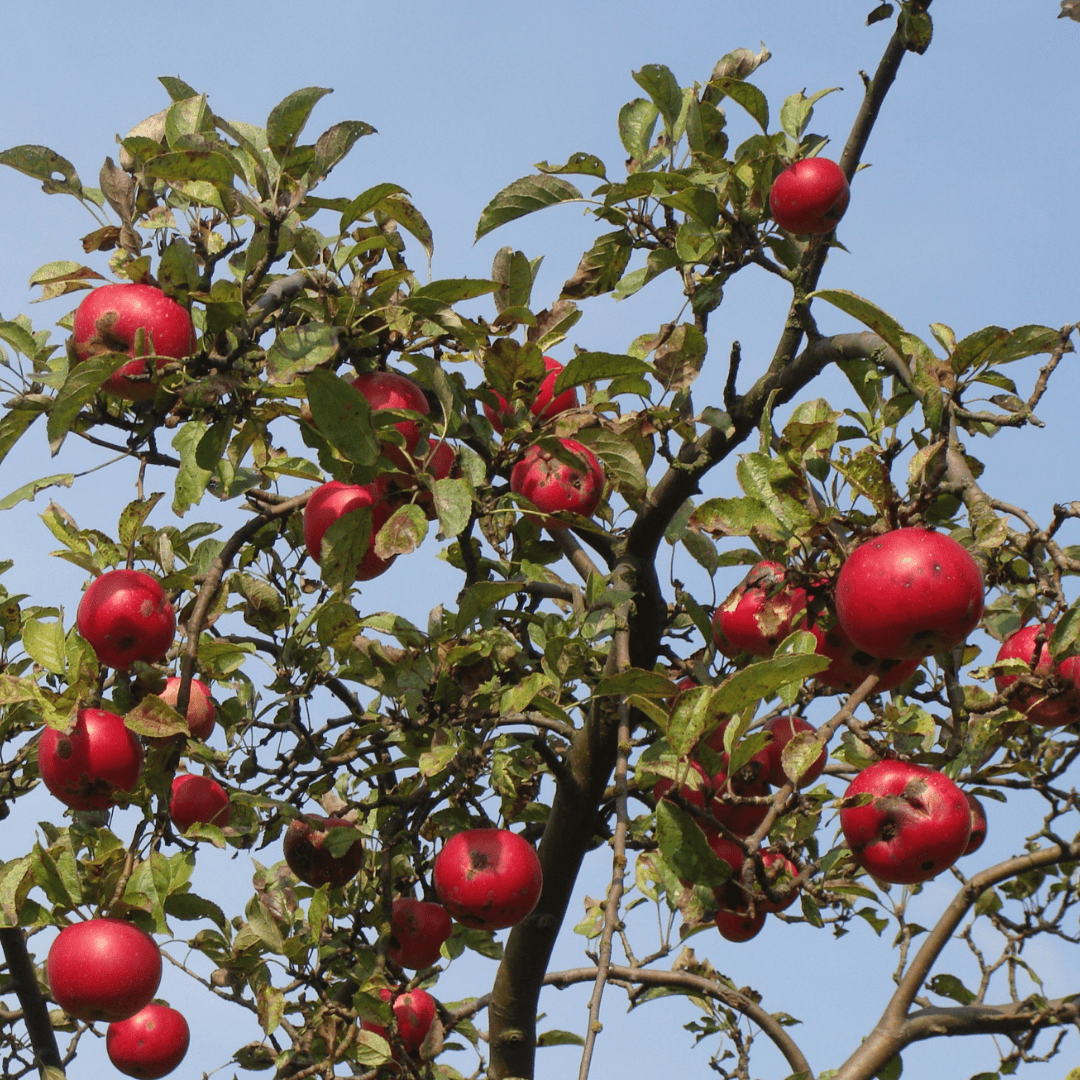Le cuir de pomme est une matière éco-responsable innovante de mode éthique