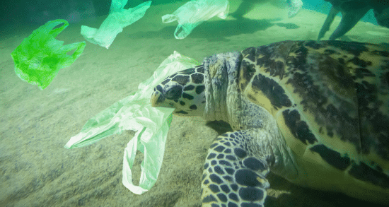 tortue qui mange du plastique dans la mer